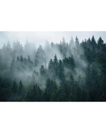 Misty Foggy Forest Photo Nature Wall Mural