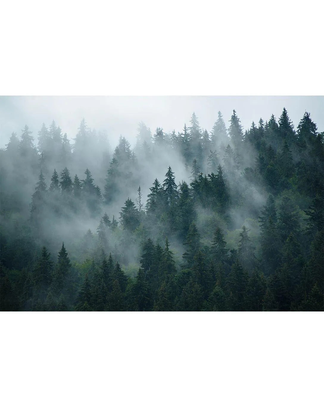 Misty Foggy Forest Photo Nature Wall Mural