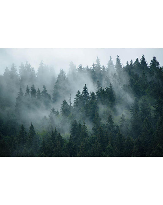Misty Foggy Forest Photo Nature Wall Mural Misty Foggy Forest Photo Nature Wall Mural 
