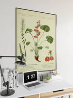 Mountain Sorrel Wall Print| Botanical Wall Art