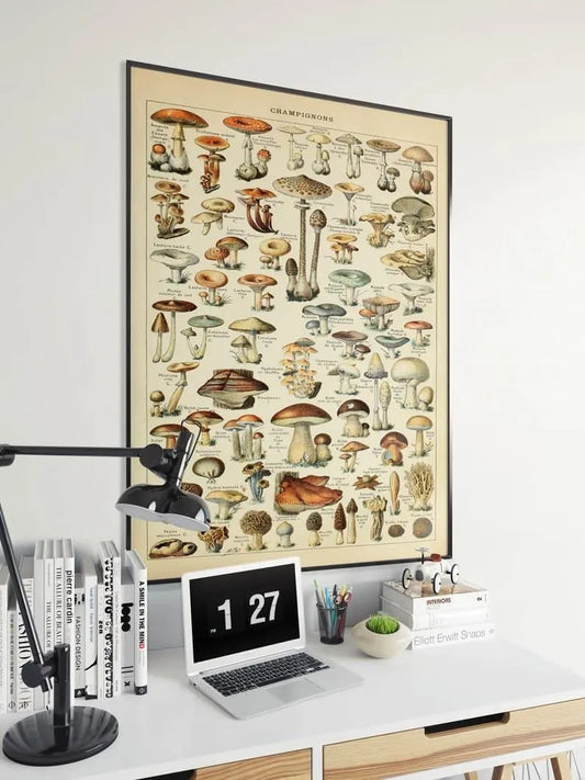 Mushroom Poster| Mushroom Diagram