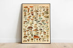 Mushroom Poster| Mushroom Diagram