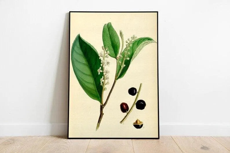 Blackberry Flower Wall Print| Botanical Wall Art