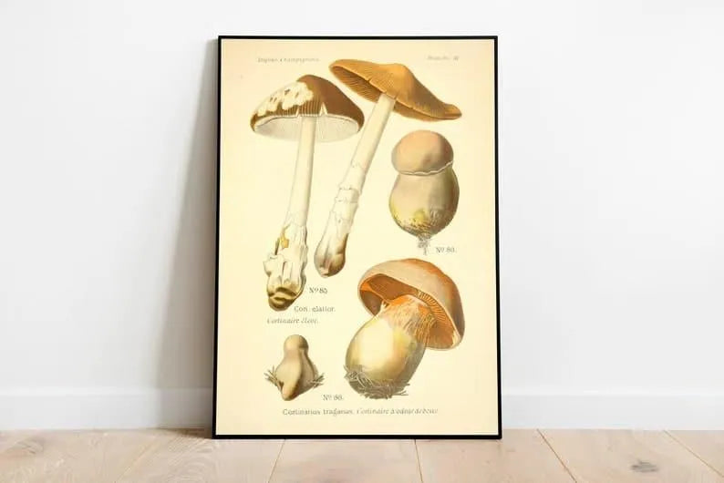 Mushroom Wall Print| Botanical Wall Art