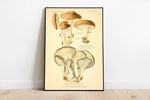 Mushroom Wall Print| Botanical Wall Art