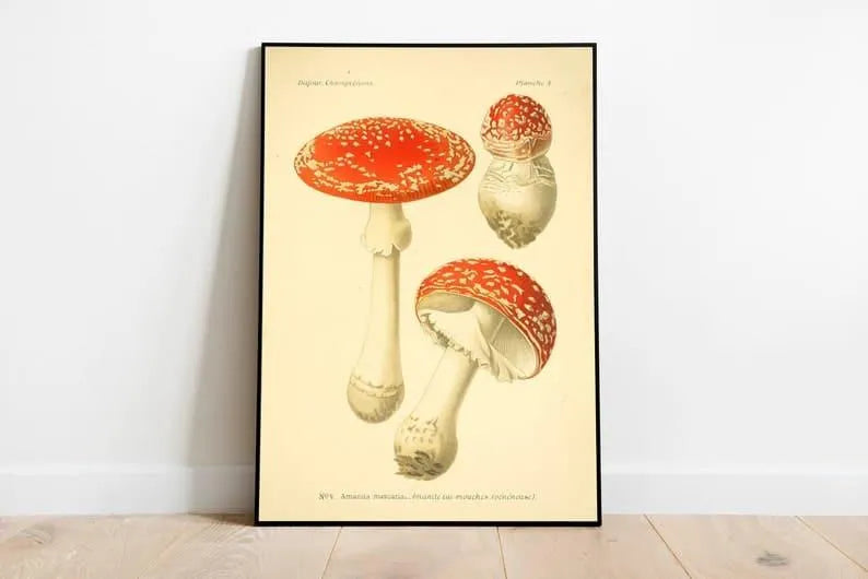 Mushroom Wall Print| Botanical Wall Art