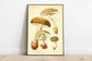 Mushroom Wall Print| Botanical Wall Art