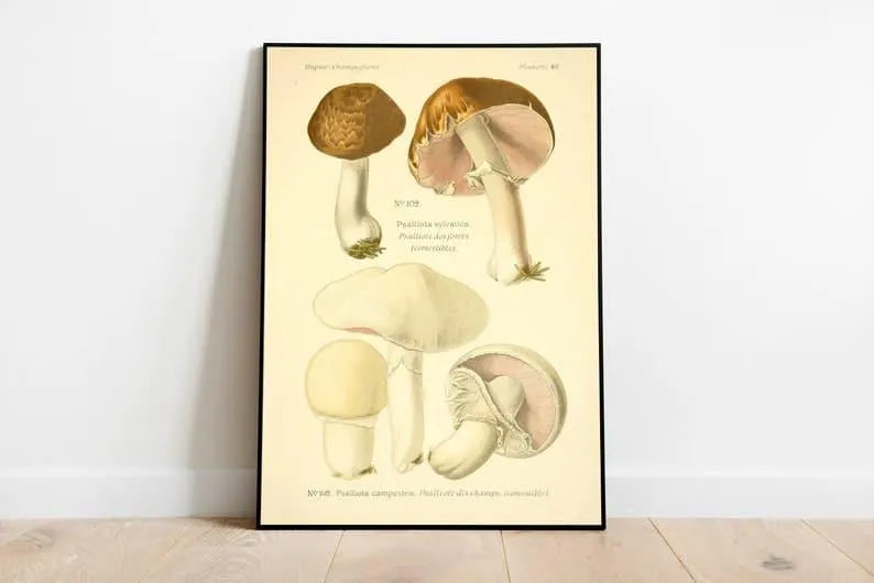 Mushroom Wall Print| Botanical Wall Art