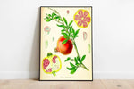 Pomegranate Wall Print| Botanical Wall Art