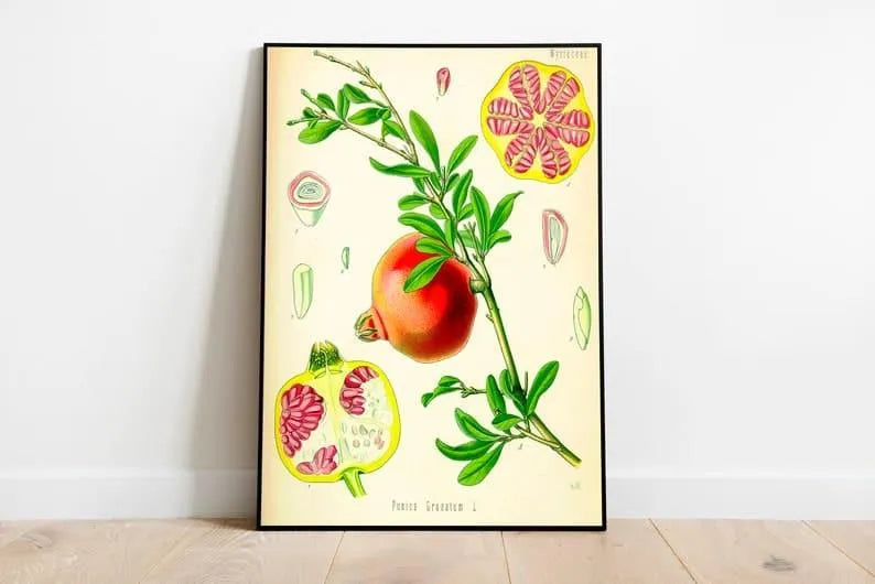 Pomegranate Wall Print| Botanical Wall Art