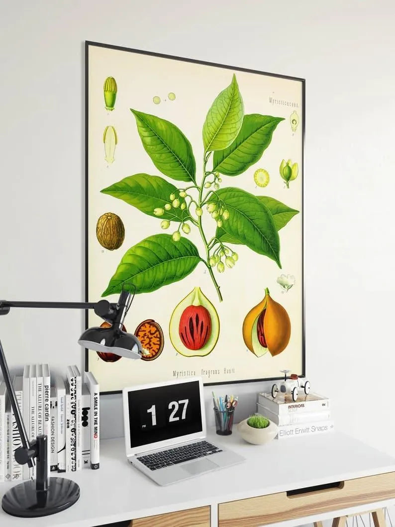 Nutmeg Wall Print| Botanical Wall Art