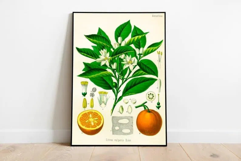 Orange Wall Print| Botanical Wall Art