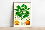 Orange Wall Print| Botanical Wall Art