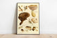 Mushroom Wall Print| Botanical Wall Art