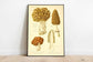 Mushroom Wall Print| Morel Mushroom