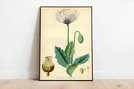 Poppy Flower Wall Print| Botanical Wall Art