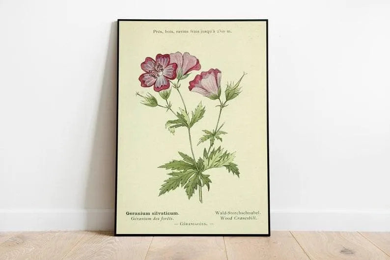 Cranesbill Flower Wall Print| Botanical Wall Art