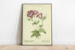 Cranesbill Flower Wall Print| Botanical Wall Art