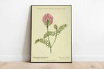 Sainfoin Flower Wall Print| Botanical Wall Art