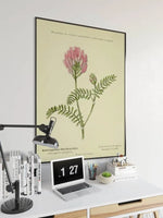 Sainfoin Flower Wall Print| Botanical Wall Art