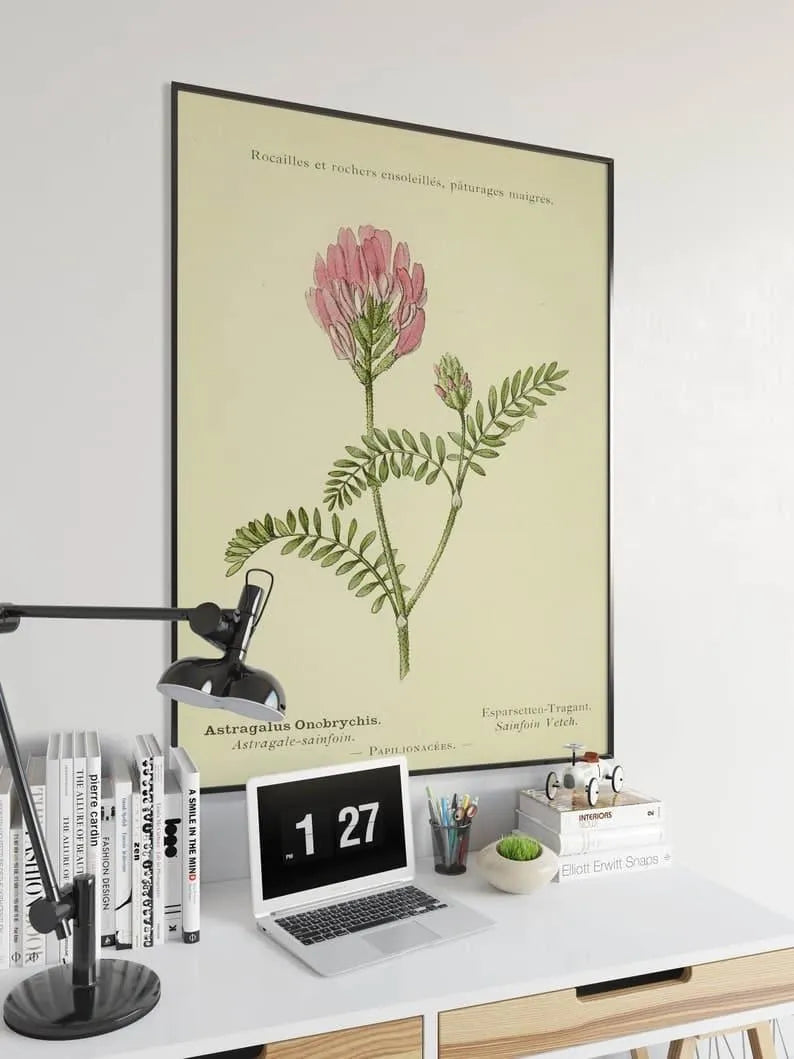 Sainfoin Flower Wall Print| Botanical Wall Art