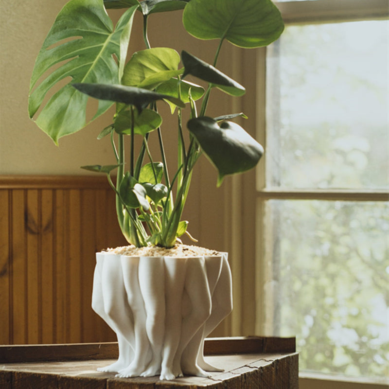 Green potted plant in a decorative white pot on a wooden surface with a blurred window background