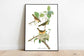 Vintage Bird Art Prints| Bird Poster