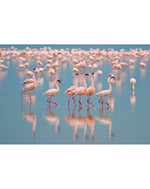 Tropical Pink Flamingos Wall Mural