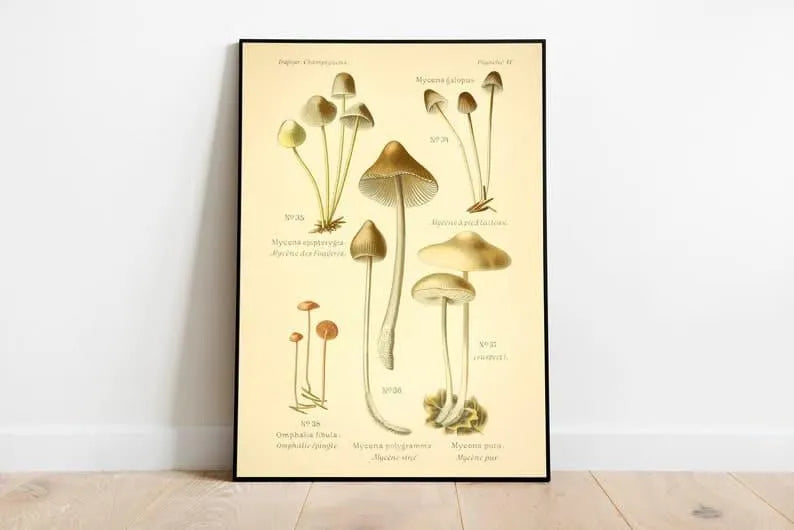 Mushroom Wall Print| Botanical Wall Art