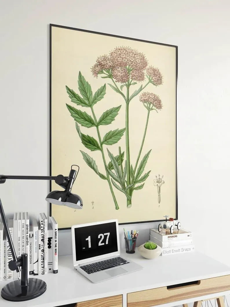 Valerian Flower Wall Print| Botanical Wall Art