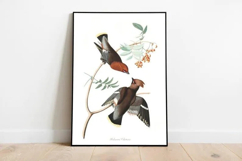 Vintage Bird Art Prints| Bird Poster