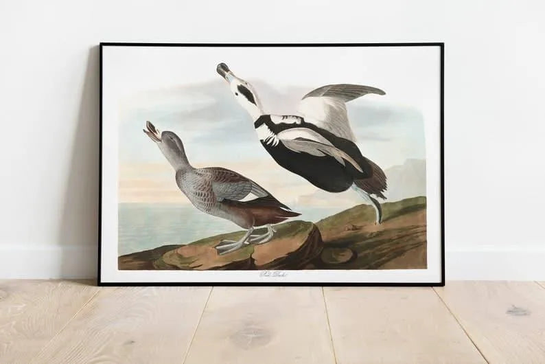 Vintage Bird Art Prints| Bird Poster