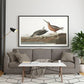 Vintage Bird Art Prints| Bird Poster