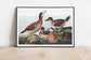 Vintage Bird Art Prints| Bird Poster