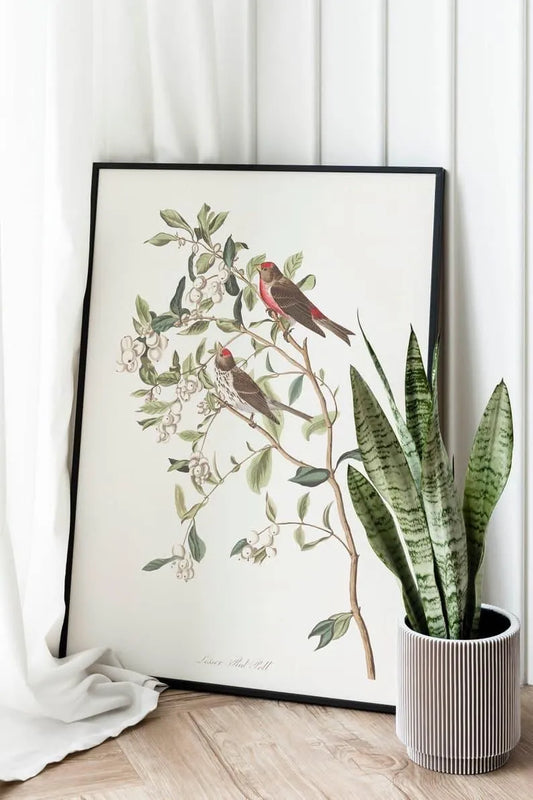 Vintage Bird Art Prints| Bird Poster