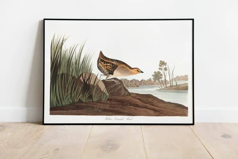 Vintage Bird Art Prints| Bird Poster