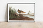 Vintage Bird Art Prints| Bird Poster