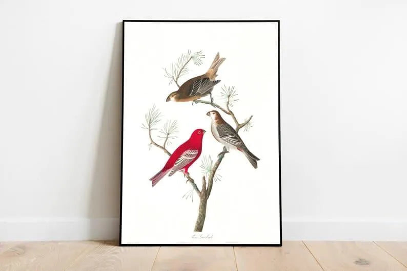 Vintage Bird Art Prints| Bird Poster