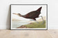 Vintage Bird Art Prints| Bird Poster