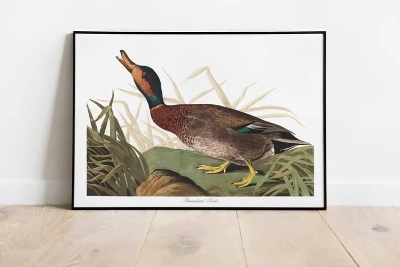 Vintage Bird Art Prints| Bird Poster