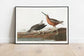 Vintage Bird Art Prints| Bird Poster