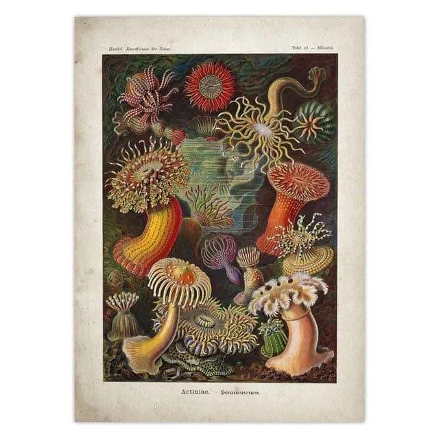 Vintage Jellyfish and Seaweed Marine Wall Art Poster Collection Navy Blue