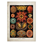 Vintage Jellyfish and Seaweed Marine Wall Art Poster Collection black