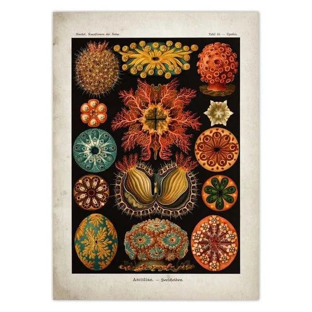 Vintage Jellyfish and Seaweed Marine Wall Art Poster Collection black