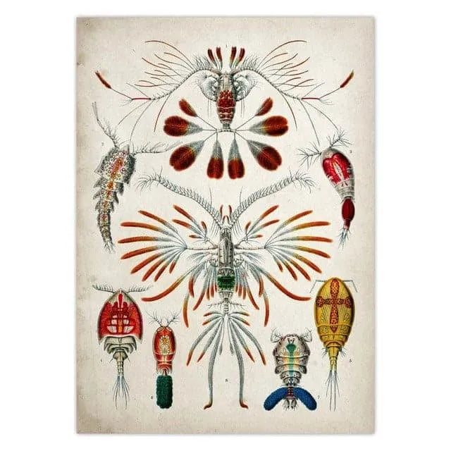 Vintage Jellyfish and Seaweed Marine Wall Art Poster Collection white