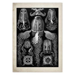 Vintage Jellyfish and Seaweed Marine Wall Art Poster Collection Dark Khaki