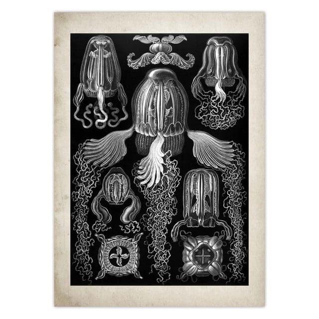 Vintage Jellyfish and Seaweed Marine Wall Art Poster Collection 