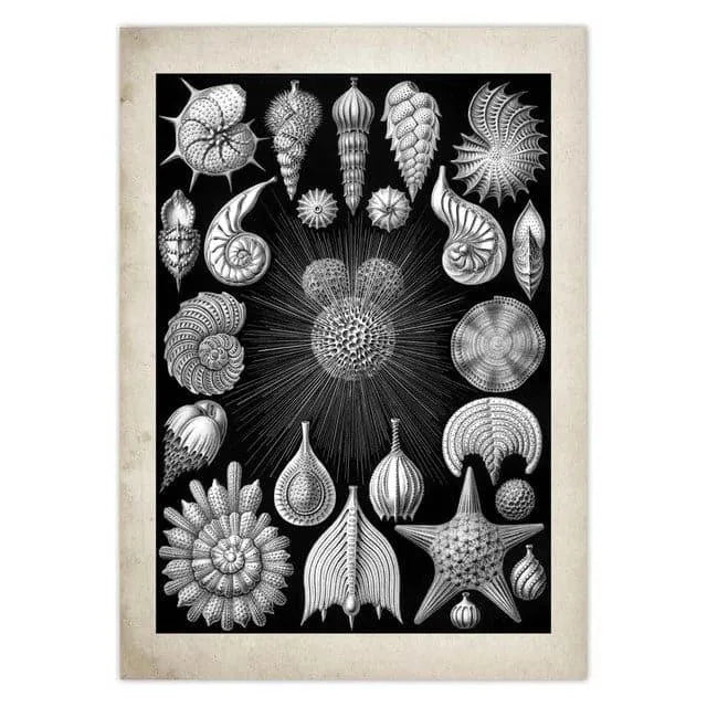 Vintage Jellyfish and Seaweed Marine Wall Art Poster Collection Chocolate