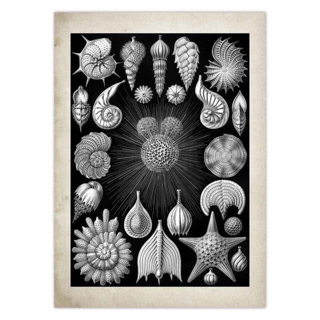 Vintage Jellyfish and Seaweed Marine Wall Art Poster Collection 