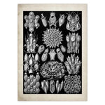 Vintage Jellyfish and Seaweed Marine Wall Art Poster Collection violet